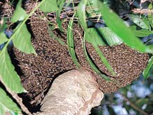 Image: Africanized honeybee swarm