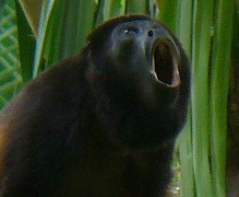 howler monkey
