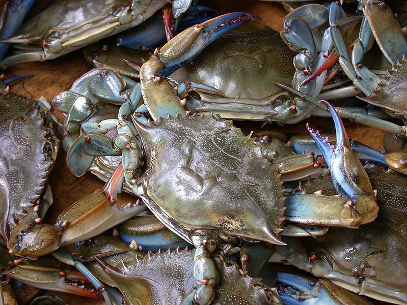 Pictures Of Blue Crab - Free Blue Crab pictures 