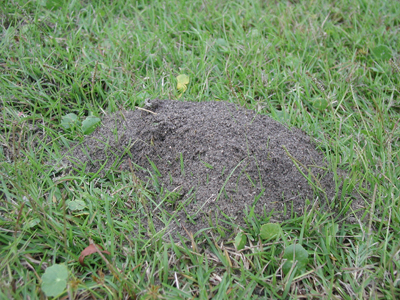 fire ant mound