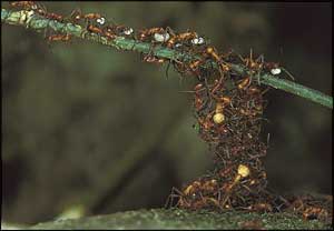Army ants © Alex Wild 