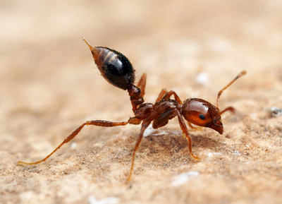 fire ant © Alex Wild