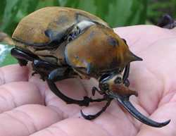 hercules-beetle