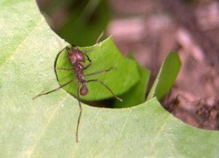 Leaf Cutter Ant photo