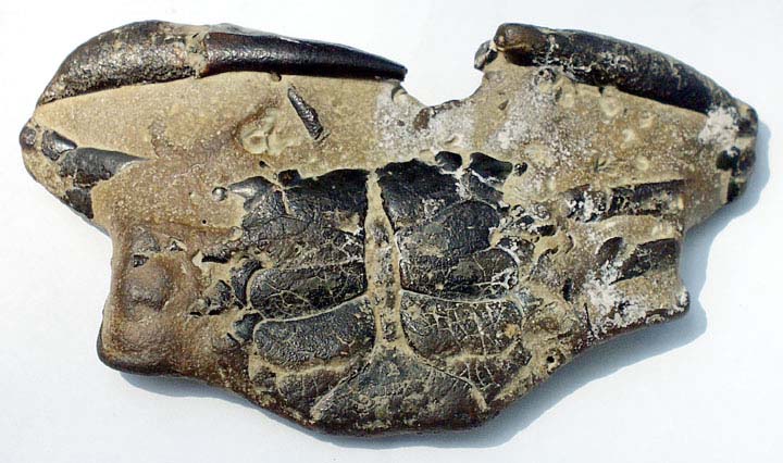 Image result for crab apron fossil